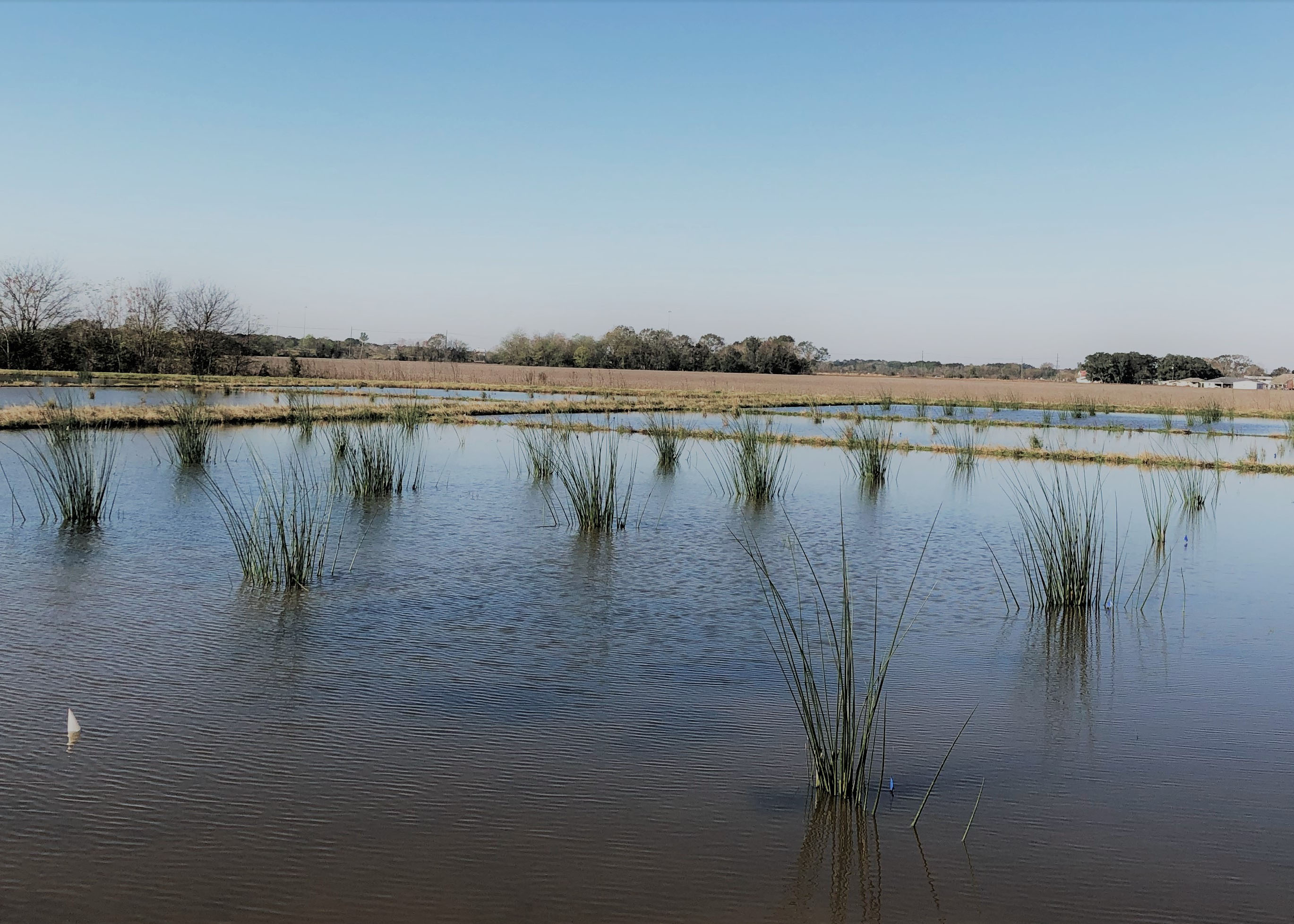 Breeding Native Plants to Save the Louisiana Coast